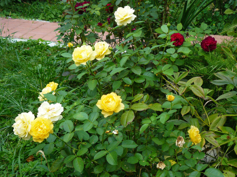 Julia Child - 2017 August