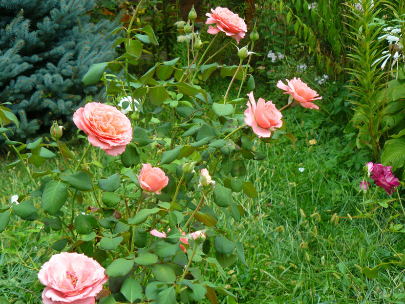 Laurent Cabrol - 2017 August