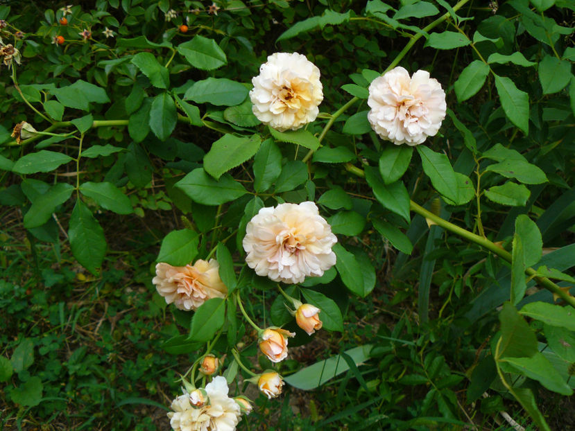 Maria Magdalena - 2017 August