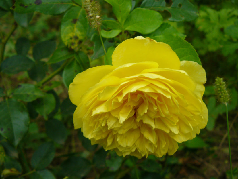 Happy Child - 2017 August