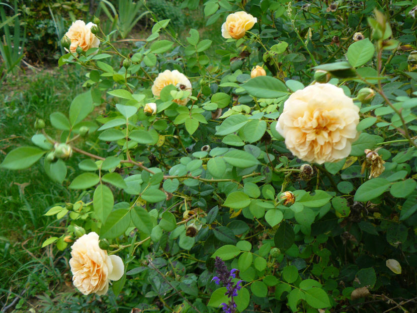 Teasing Georgia - 2017 August