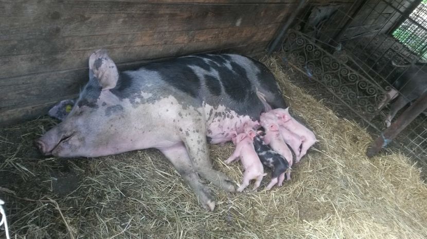  - Purcei 2017-2018-2019-2020