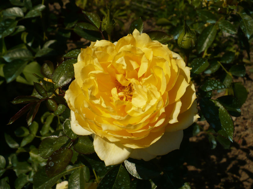 P1270857 - China Girl 2017