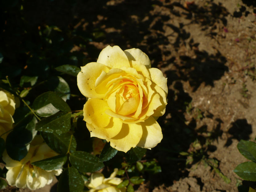 P1270858 - China Girl 2017