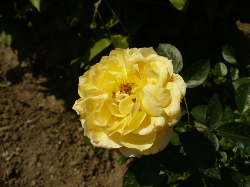 P1270859 - China Girl 2017