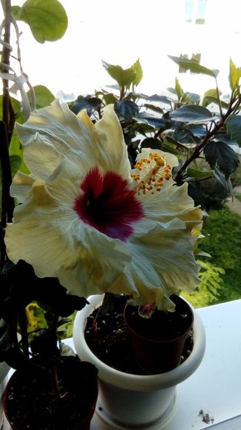  - Hibiscus