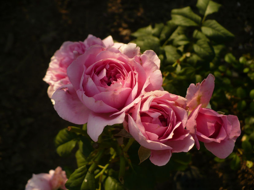 P1270785 - Elodie Gossuin