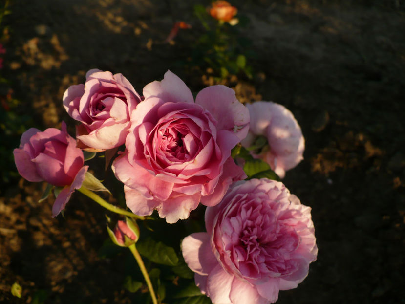 P1270786 - Elodie Gossuin