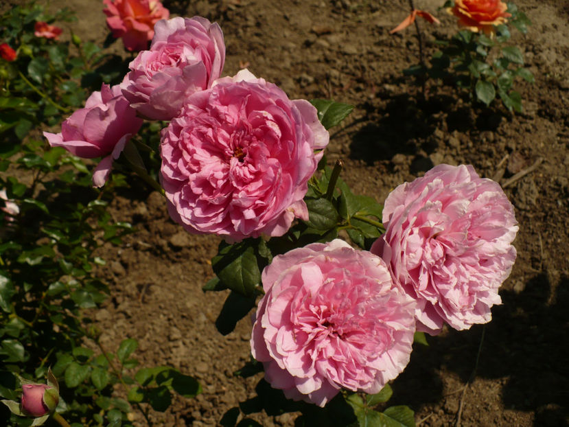 P1270863 - Elodie Gossuin