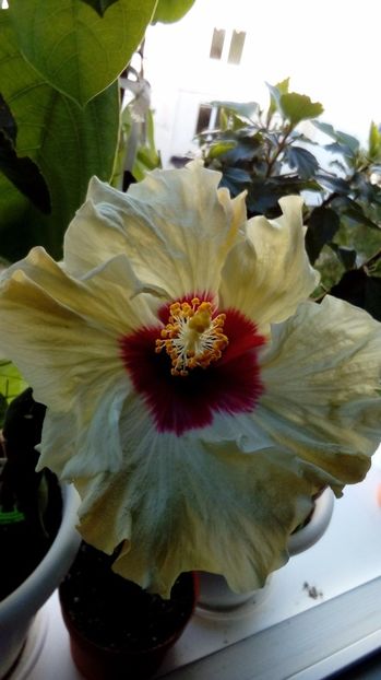  - Hibiscus