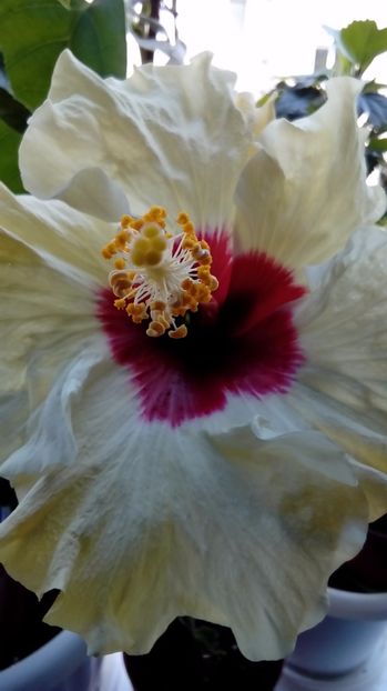  - Hibiscus