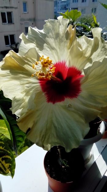  - Hibiscus