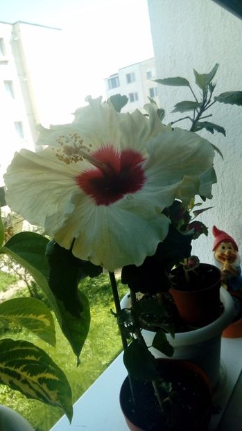  - Hibiscus