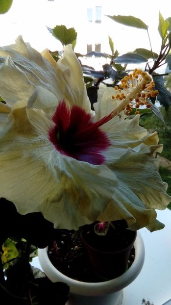  - Hibiscus