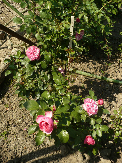 P1270830 - Leonardo da Vinci