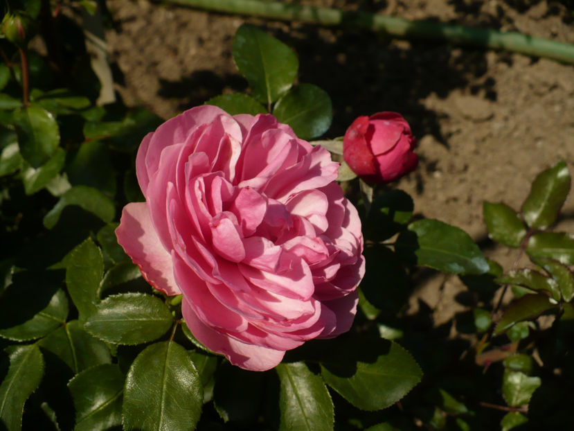 P1270831 - Leonardo da Vinci