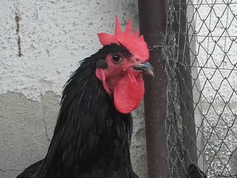 Cocos din martie 2017 - Jersey Giant