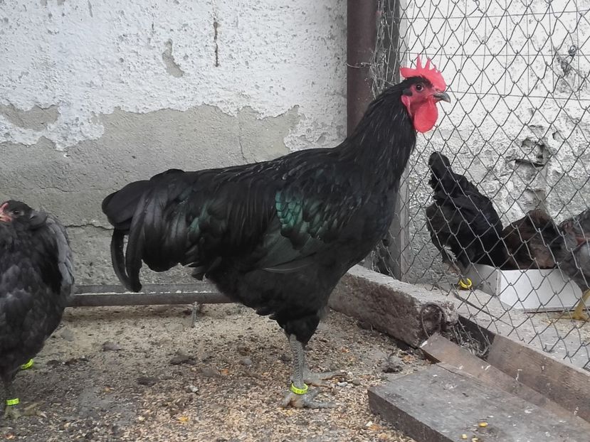 de la nelram - Jersey Giant