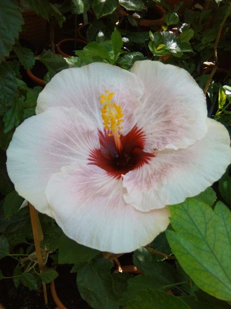 My Way - Hibiscusi din colectie