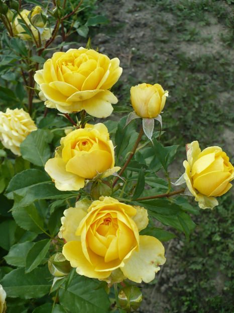 P1270802 - The girl from yesterday 2017