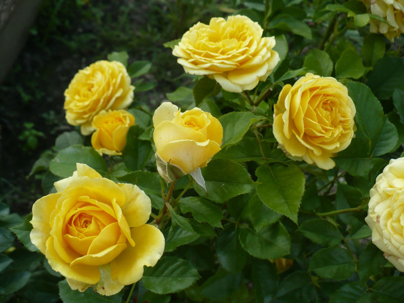 P1270803 - The girl from yesterday 2017