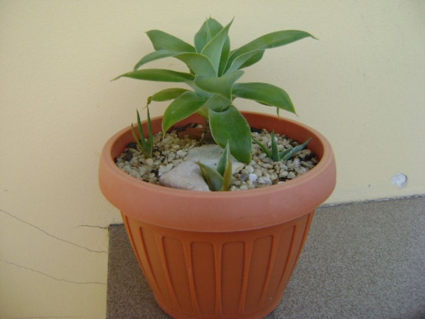 Agave attenuata & grup de 3 agave din seminte - Agave si Yucca 2017