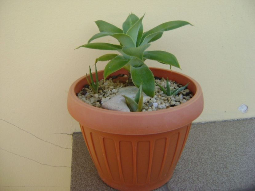 Agave attenuata & grup de 3 agave din seminte - Agave si Yucca 2017