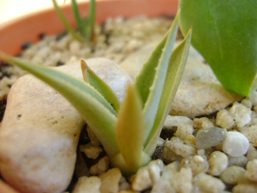 Agave attenuata & grup de 3 agave din seminte - Agave si Yucca 2017