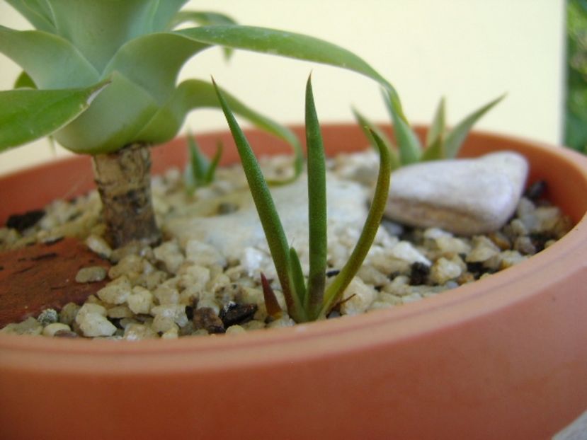 Agave attenuata & grup de 3 agave din seminte - Agave si Yucca 2017