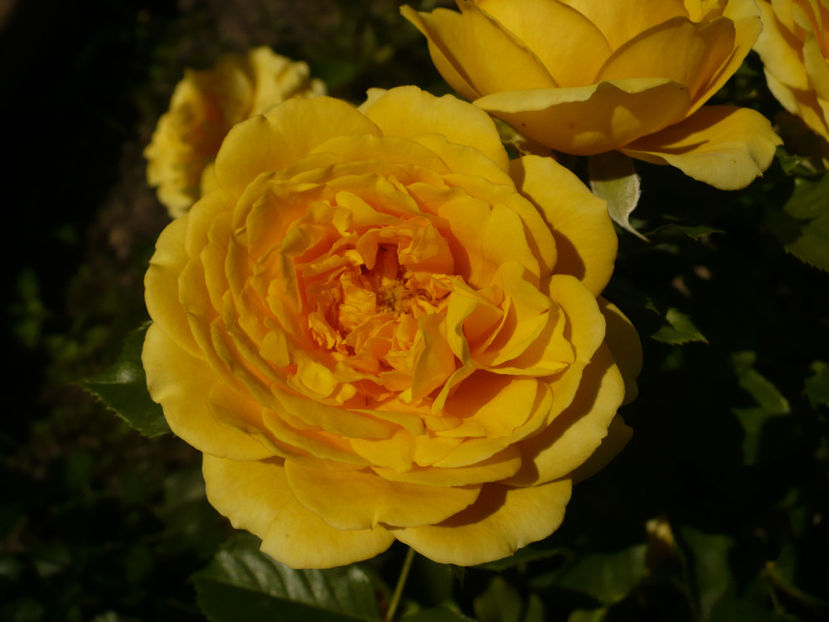 P1270883 - The girl from yesterday 2017