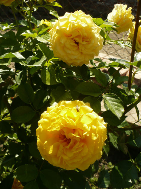 P1270884 - The girl from yesterday 2017