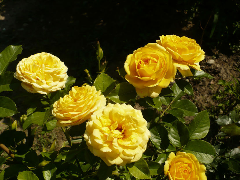 P1270888 - The girl from yesterday 2017