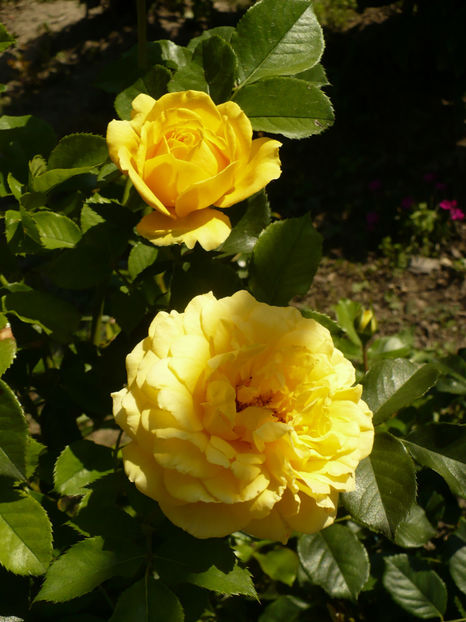 P1270890 - The girl from yesterday 2017