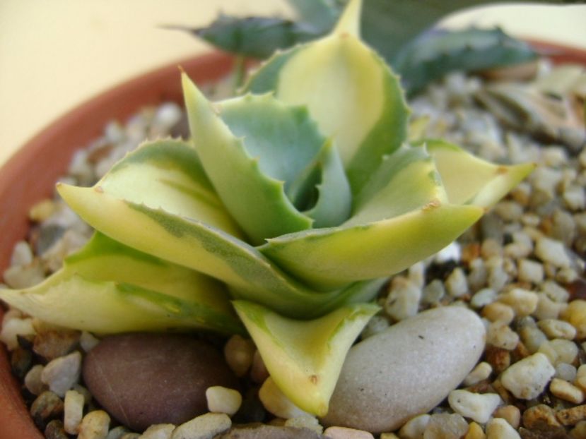 Agave isthmensis cv. Orhi Razin Shirifukurin - Agave si Yucca 2017