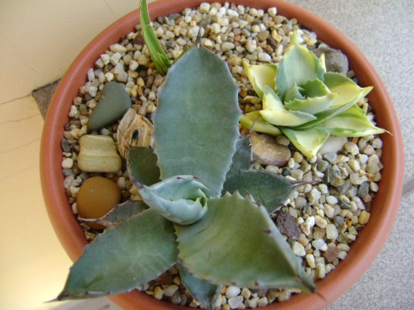 Agave colorata - Agave si Yucca 2017