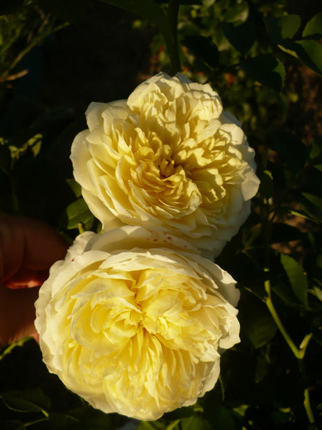 P1270779 - The Pilgrim