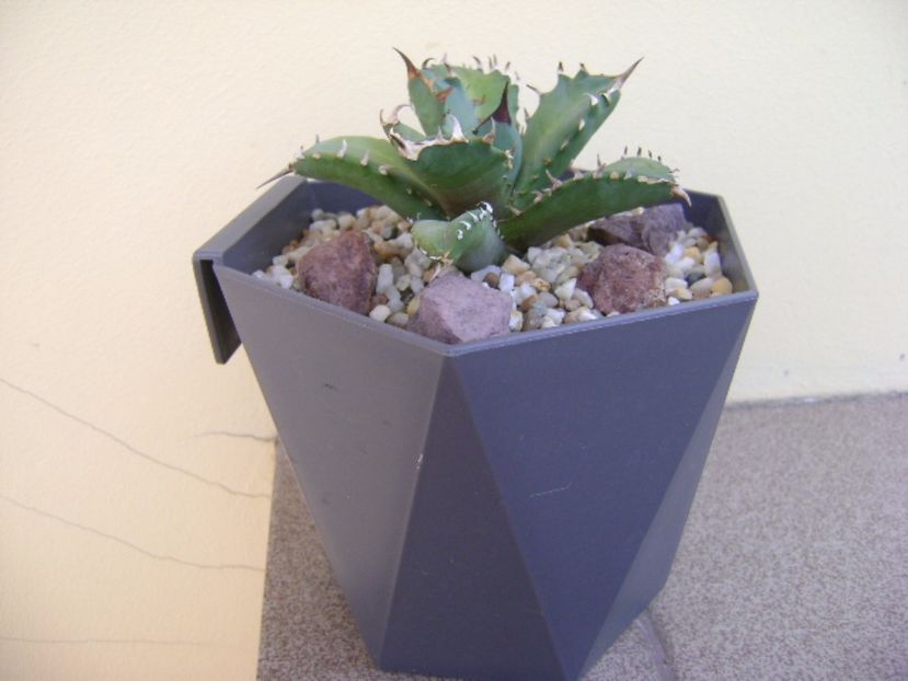 Agave titanota - Agave si Yucca 2017