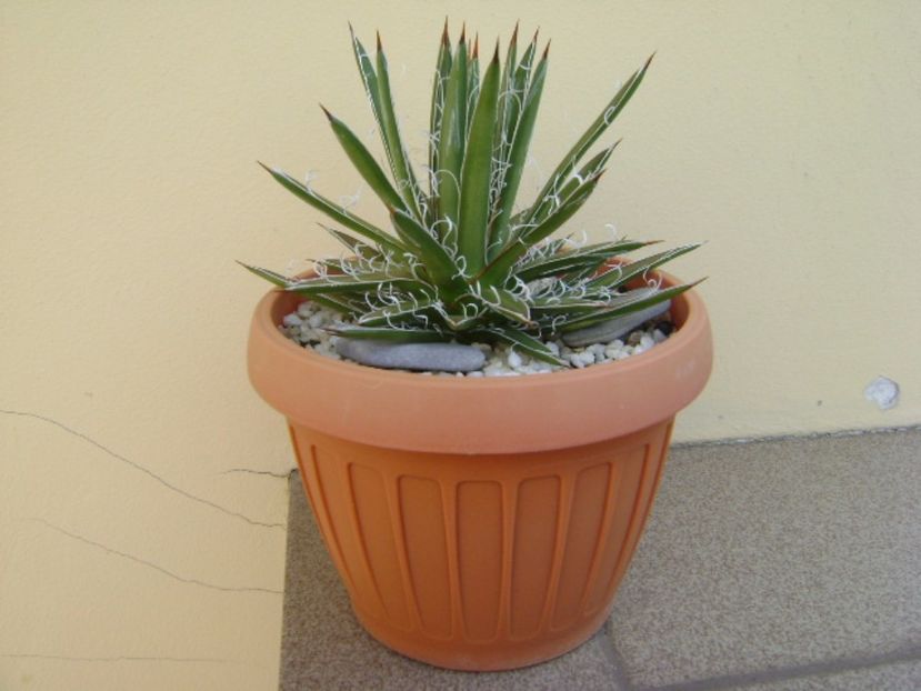 Agave x. leopoldii (A. filifera and A. filifera ssp. schidigiera) - Agave si Yucca 2017