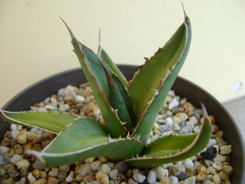 Agave horrida - Agave si Yucca 2017