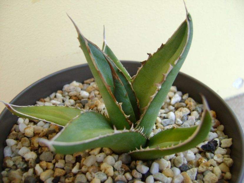 Agave horrida - Agave si Yucca 2017
