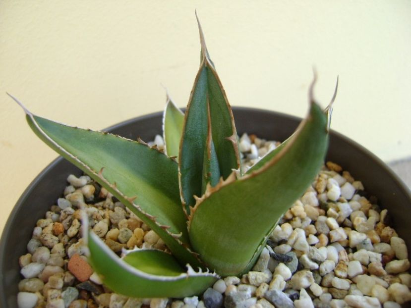 Agave horrida - Agave si Yucca 2017