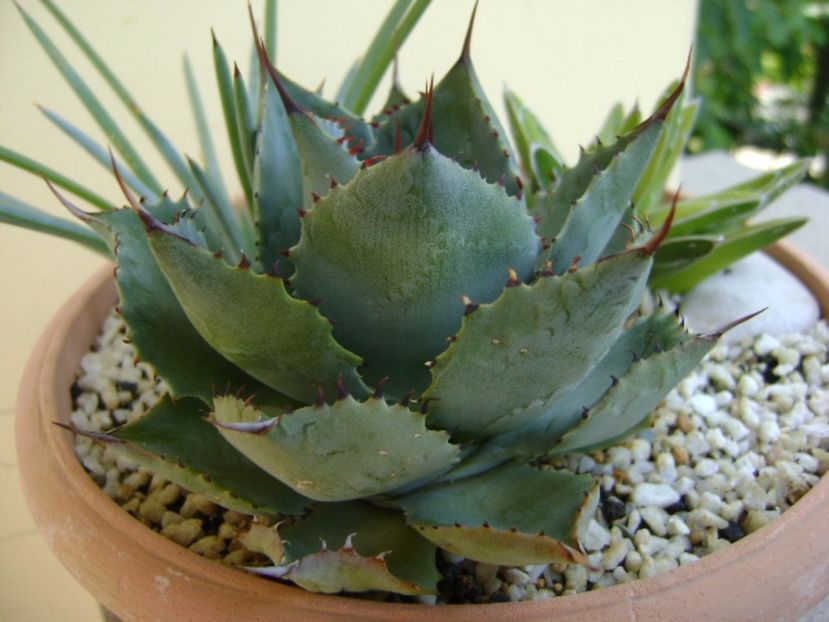 Agave guadalarajana minor - Agave si Yucca 2017