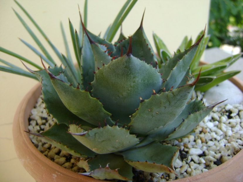 Agave guadalarajana minor - Agave si Yucca 2017
