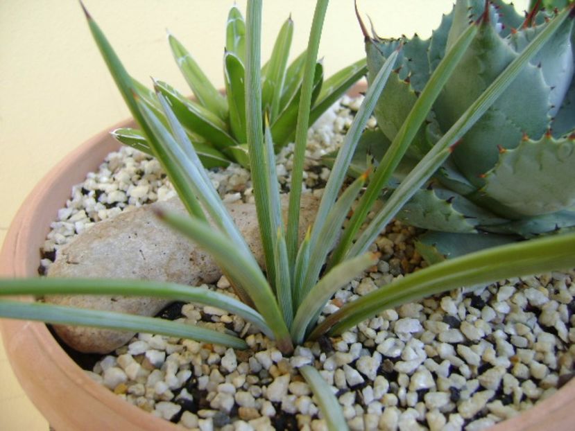 Agave stricta nana "Blue form" - Agave si Yucca 2017