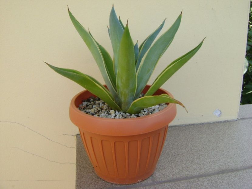 Agave desmettiana variegata - Agave si Yucca 2017