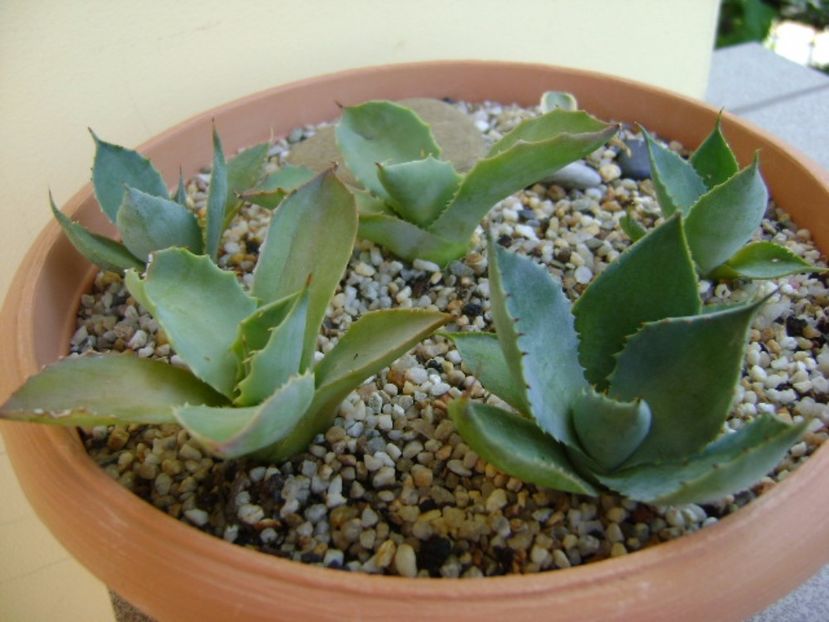 Grup de 6 lastari de agave - Agave si Yucca 2017