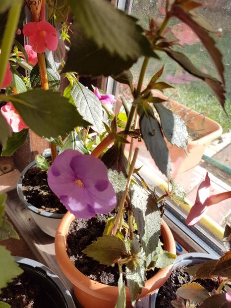 - Achimenes 2017