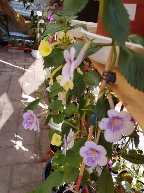  - Achimenes 2017