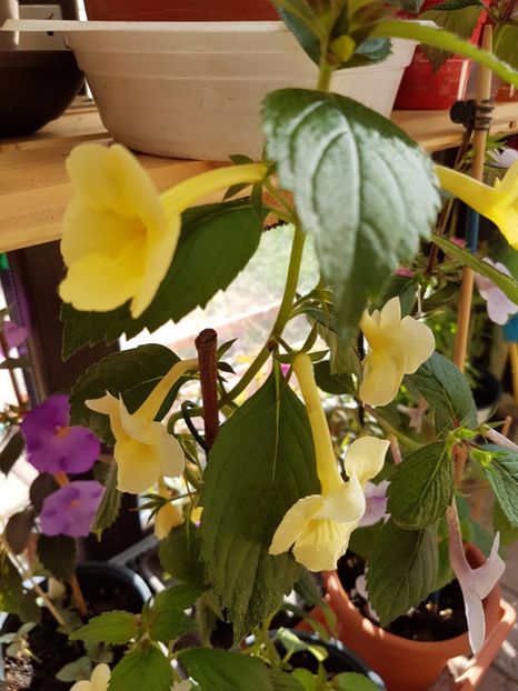  - Achimenes 2017