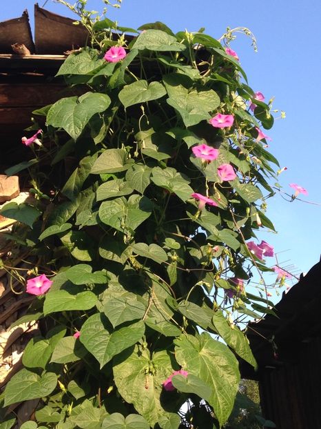 zorele - FLORILE MELE 2017